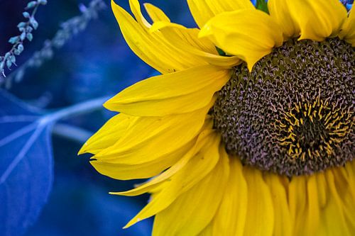 Macro tournesol sur Scarlett van Kakerken
