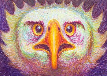 Seeadler von vorne