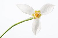 Sneeuwklokje