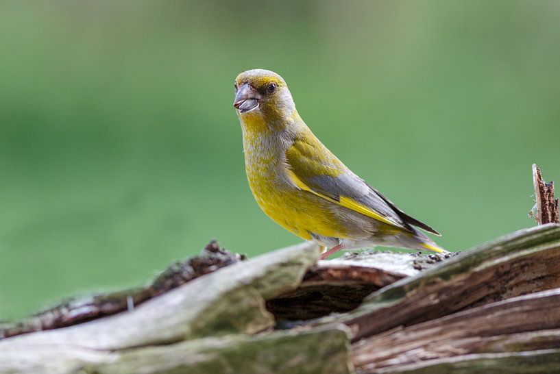 Greenfinch by Rolf Pötsch