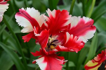Tulipa in red with a twist