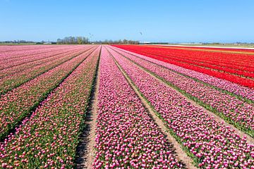 Luchtfoto van bollenvelden in de Bollenstreek in Nederland van Eye on You