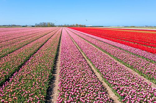 Luchtfoto van bollenvelden in de Bollenstreek in Nederland