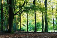 Licht in het bos