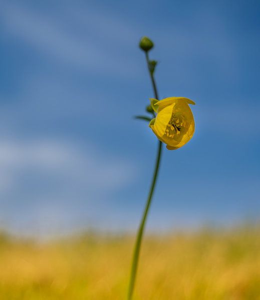 Eenzame boterbloem van Mariëlle de Valk