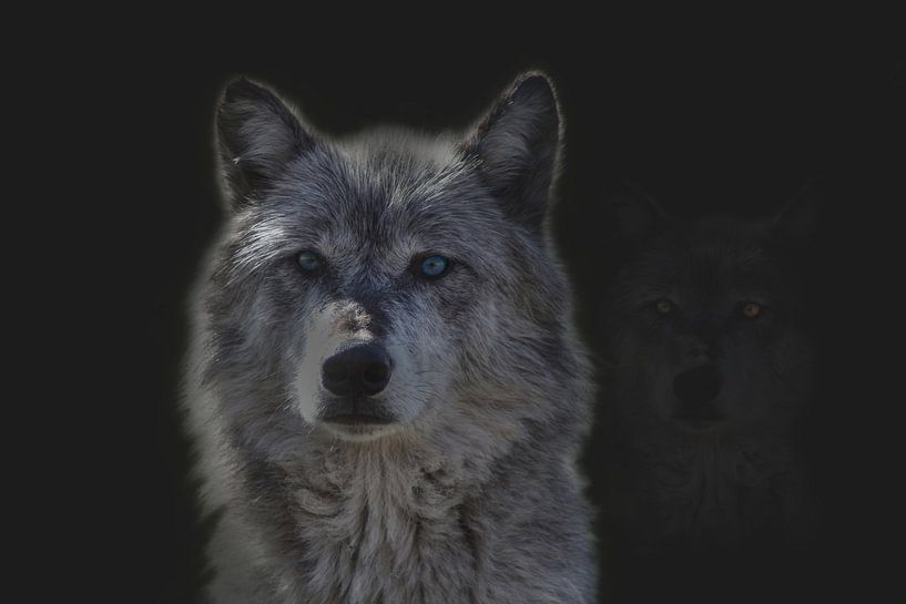 Wolf, Porträt eines Wolfes. Der Wolf (Canis lupus) von Gert Hilbink