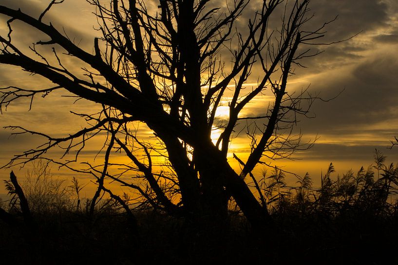 Zonsondergang met boom bij Oostvaardersplassen by Tim Groeneveld
