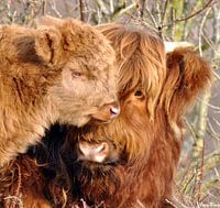Schotse hooglander met jong