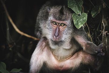 The stare of a balinese macaque by Bart Hageman Photography