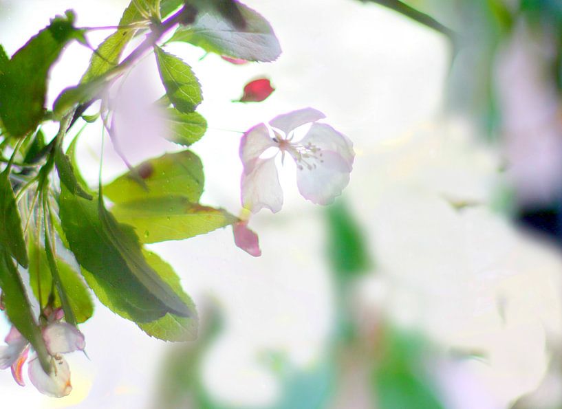 Frühlingsblüte von Marianna Pobedimova
