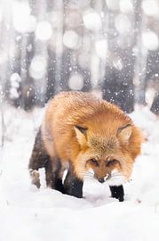 wolf van Larsphotografie