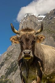 Brown Swiss by Elias Koster