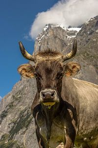 Brown Swiss van Elias Koster