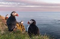 Puffin