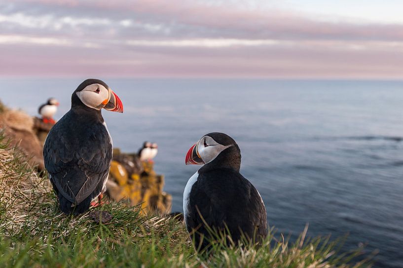 Puffin van Stijn Smits