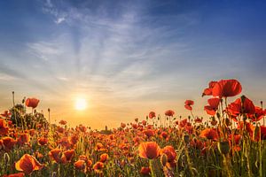 Champ de coquelicots au coucher du soleil