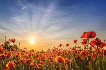 Poppy field in sunset by Melanie Viola