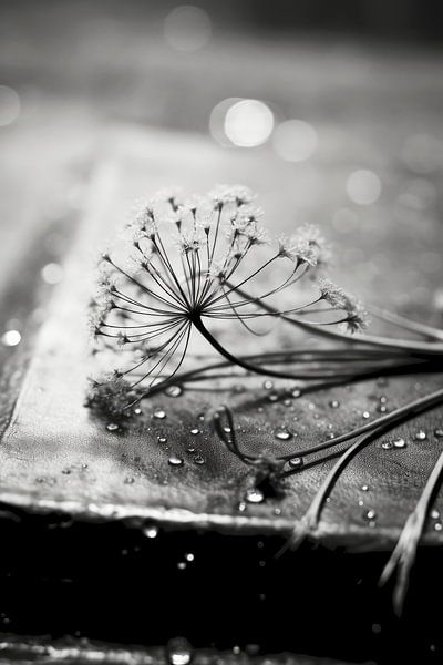 Monochrome Still Life von Treechild