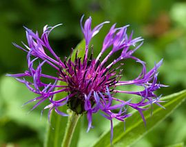 Fleur en écailles