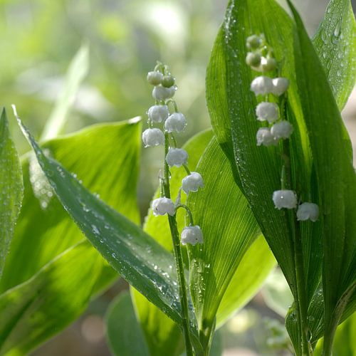 Lelietjes-van-Dalen indrukken