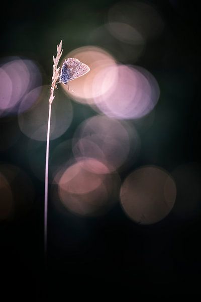 Genießen Sie die letzten Sonnenstrahlen von Bob Daalder