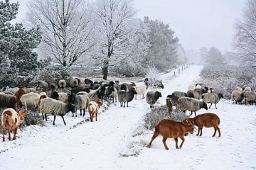 Kälteresistent - Schafe und Ziegen im Winter
