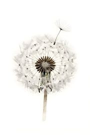 Pusteblume im Wind von Kristin M
