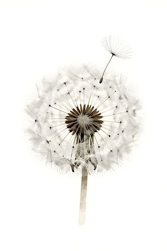A dandelion in the wind
