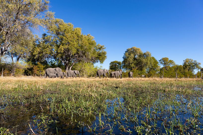 Okavango Delta van GoWildGoNaturepictures