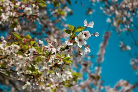 Bloesem van Cheryl Zethof