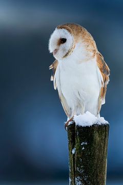 Kerkuil in de sneeuw van Rando Kromkamp Natuurfotograaf