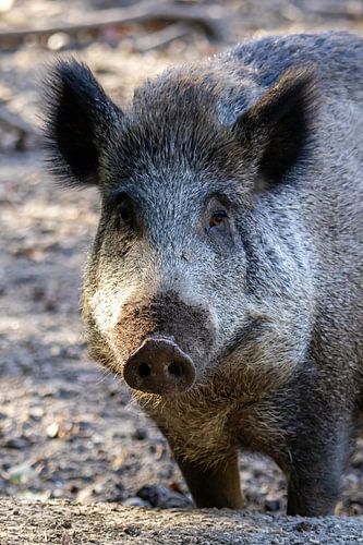 Wildschwein