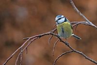 Blue tit