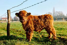 Scottish Highlands in Bünde