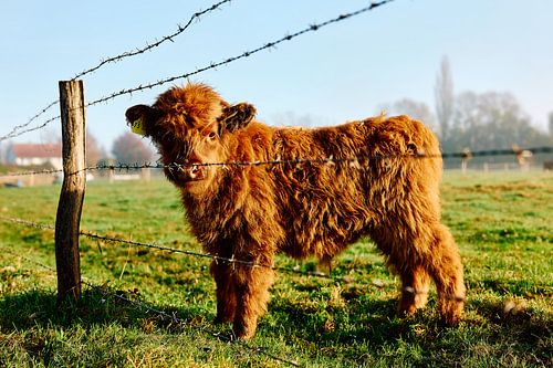 Schotse Hooglanden in Bünde