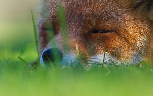 Vos rustend in de schaduw.