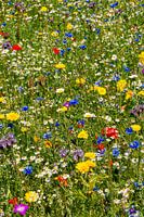 Un champ de fleurs sauvages