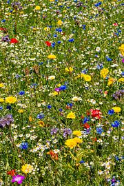Ein Feld voller Wildblumen von Enfocado Fotografia