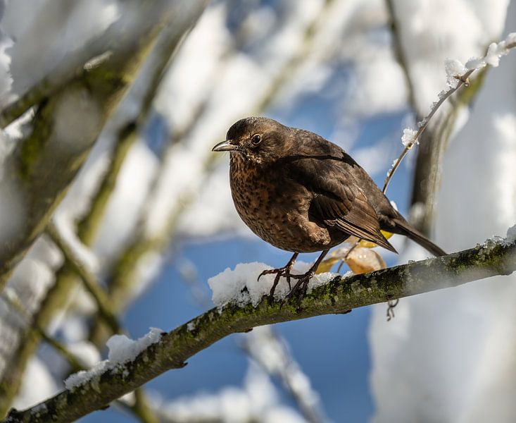 Close-up of a female blackbird on a snow-covered tree. by ManfredFotos