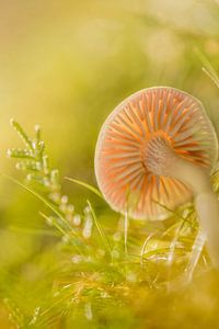 Champignon. sur Alie Ekkelenkamp