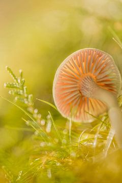 Mushroom. by Alie Ekkelenkamp