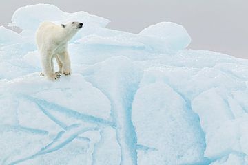 Ours polaire sur un iceberg sur Joan Gil Raga