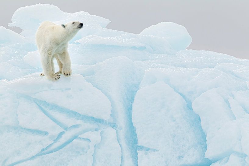 Eisbär auf Eisberg von Joan Gil Raga