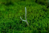 Coral mushroom