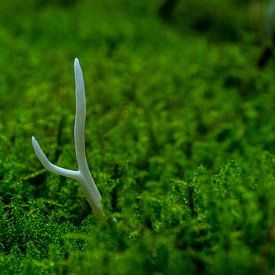 Coral mushroom by Kristof Mentens