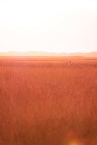 Hirsche auf einem Feld von Lieke Roodbol