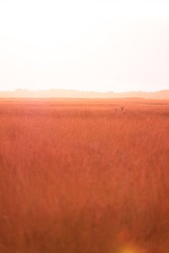 Hertjes in een veld