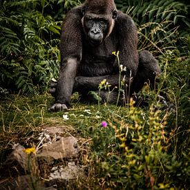Gorilla met een groene achtergrond van Design Wall Arts