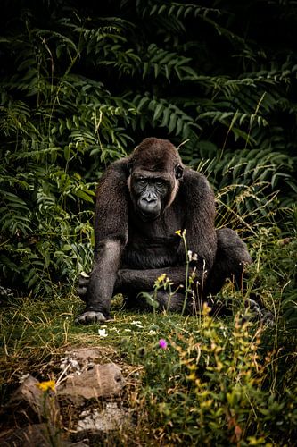 Gorilla mit grünem Hintergrund