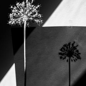bloem zwartwit hoog contrast van Remke Maris